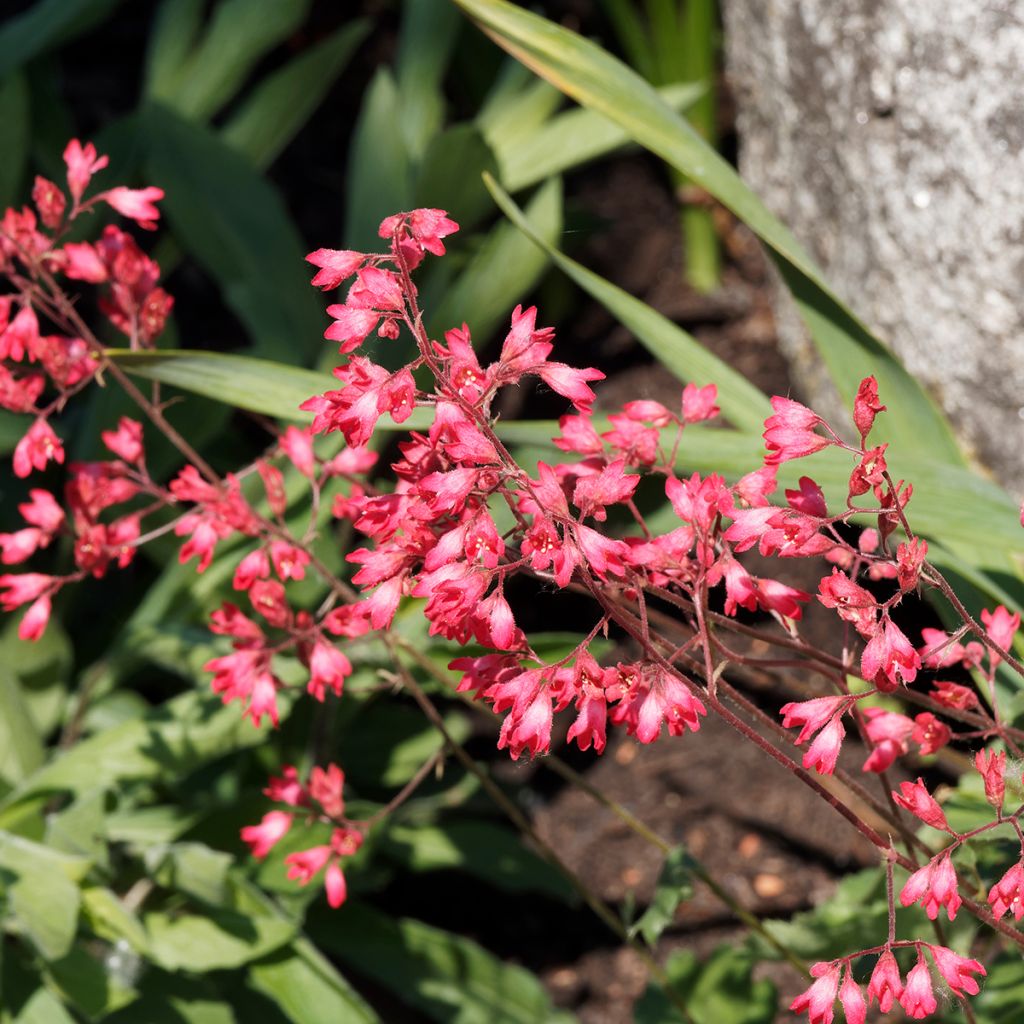 Heuchera Pluie de Feu - Purpurglöckchen