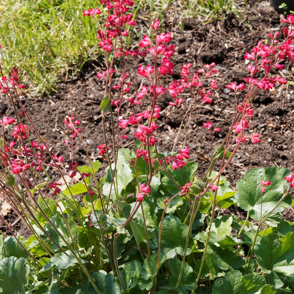 Heuchera Pluie de Feu - Purpurglöckchen