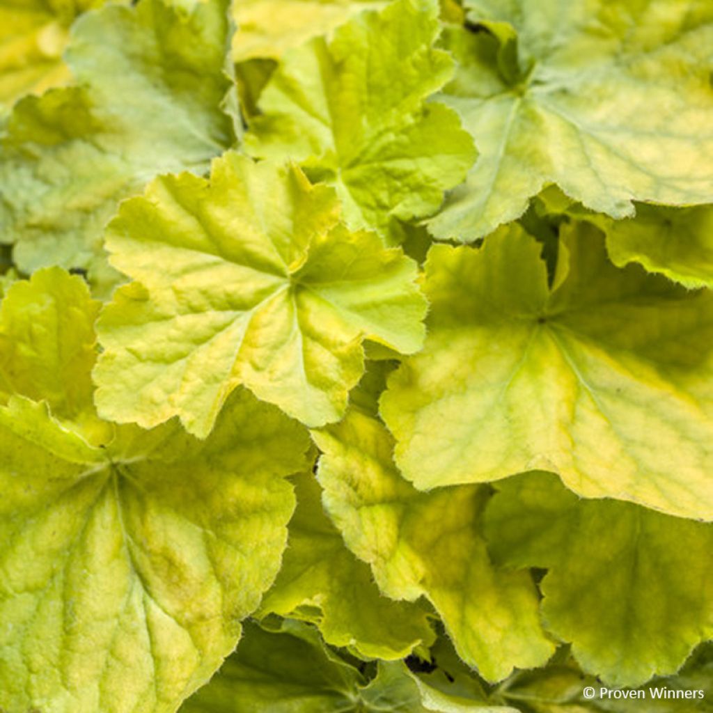 Heuchera Pretty Pistachio - Purpurglöckchen