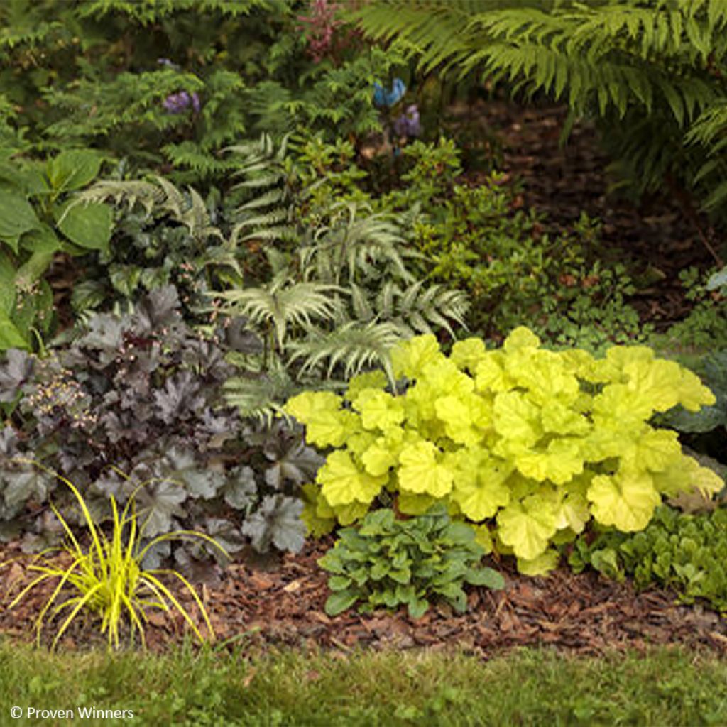 Heuchera Pretty Pistachio - Purpurglöckchen