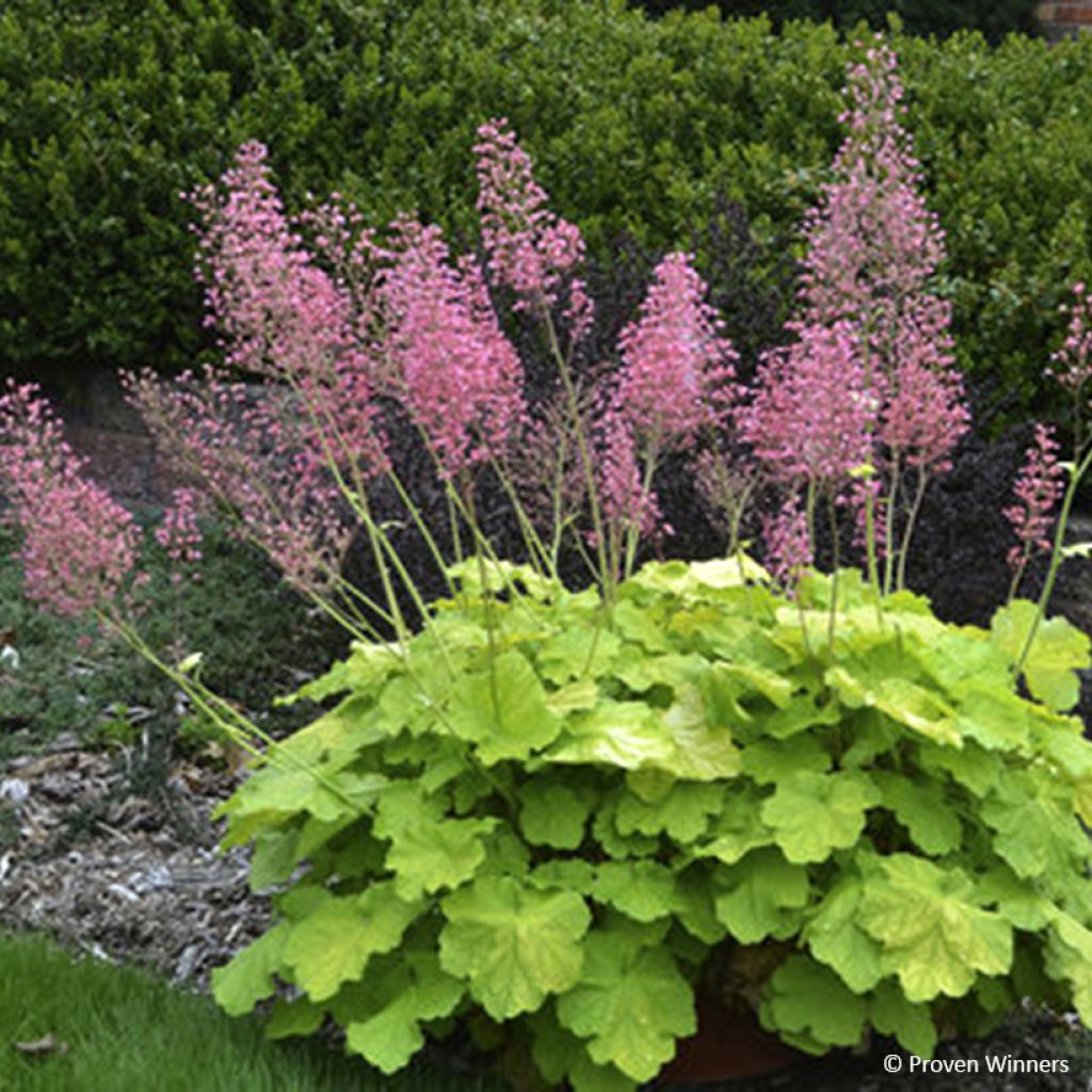 Heuchera Pretty Pistachio - Purpurglöckchen