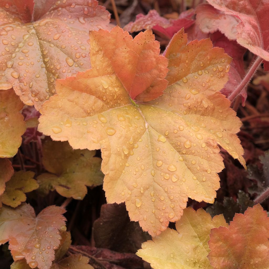 Heuchera Southern Comfort - Purpurglöckchen