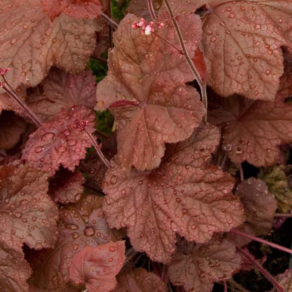 Heuchera Beaujolais - Purpurglöckchen