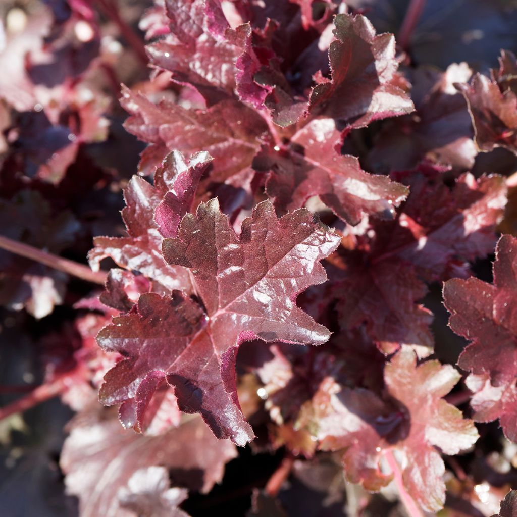 Heuchera micrantha var.diversifolia Palace Purple - Purpurglöckchen