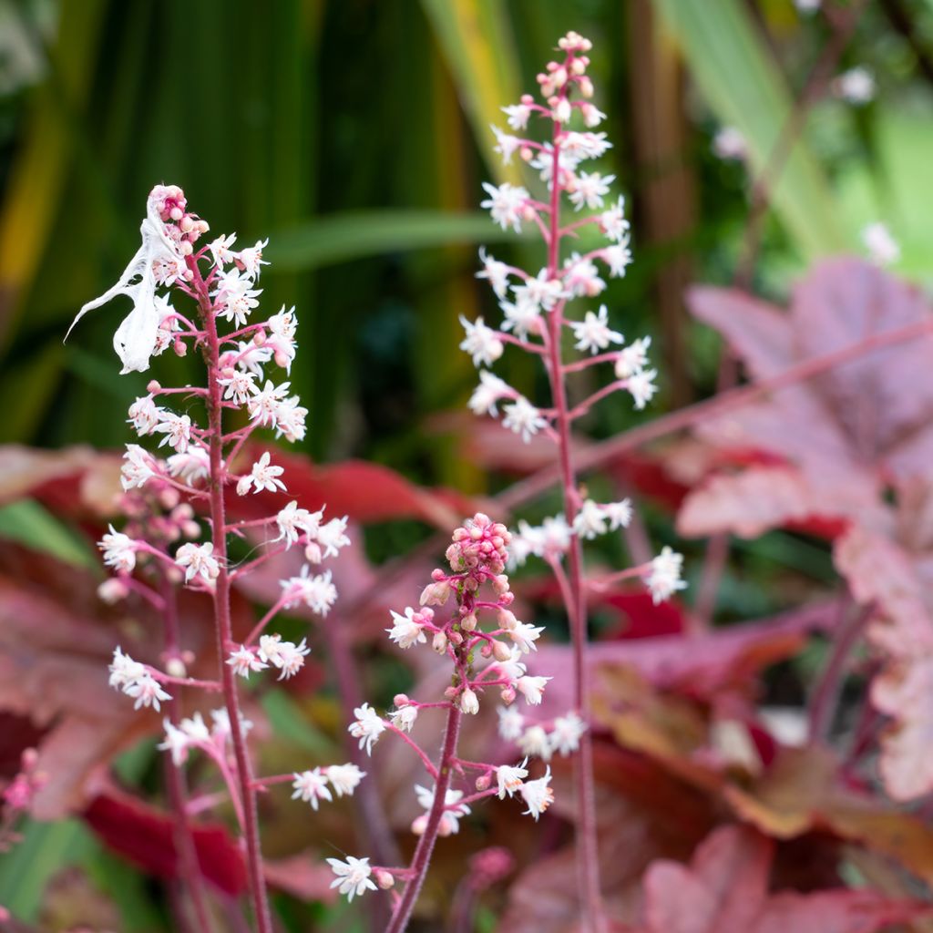 Heuchera micrantha var.diversifolia Palace Purple - Purpurglöckchen