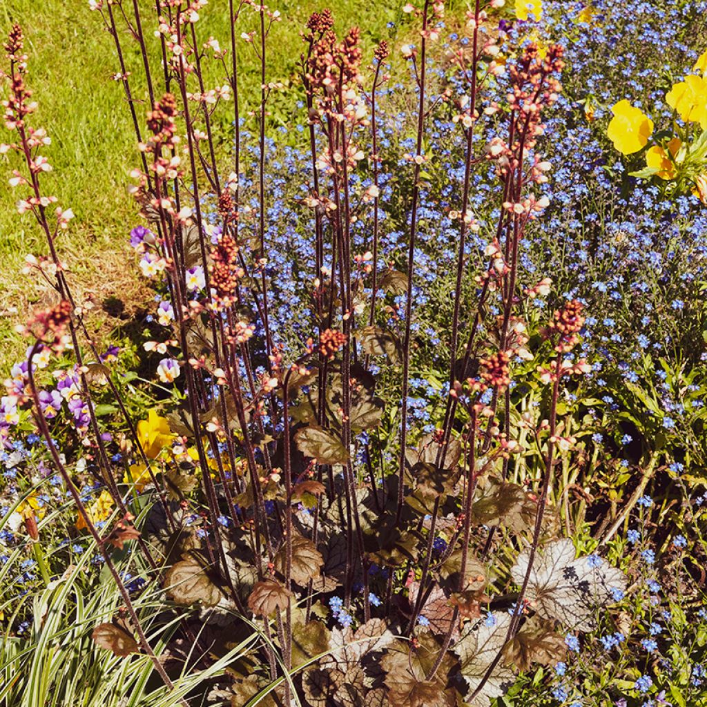 Heuchera micrantha var.diversifolia Palace Purple - Purpurglöckchen