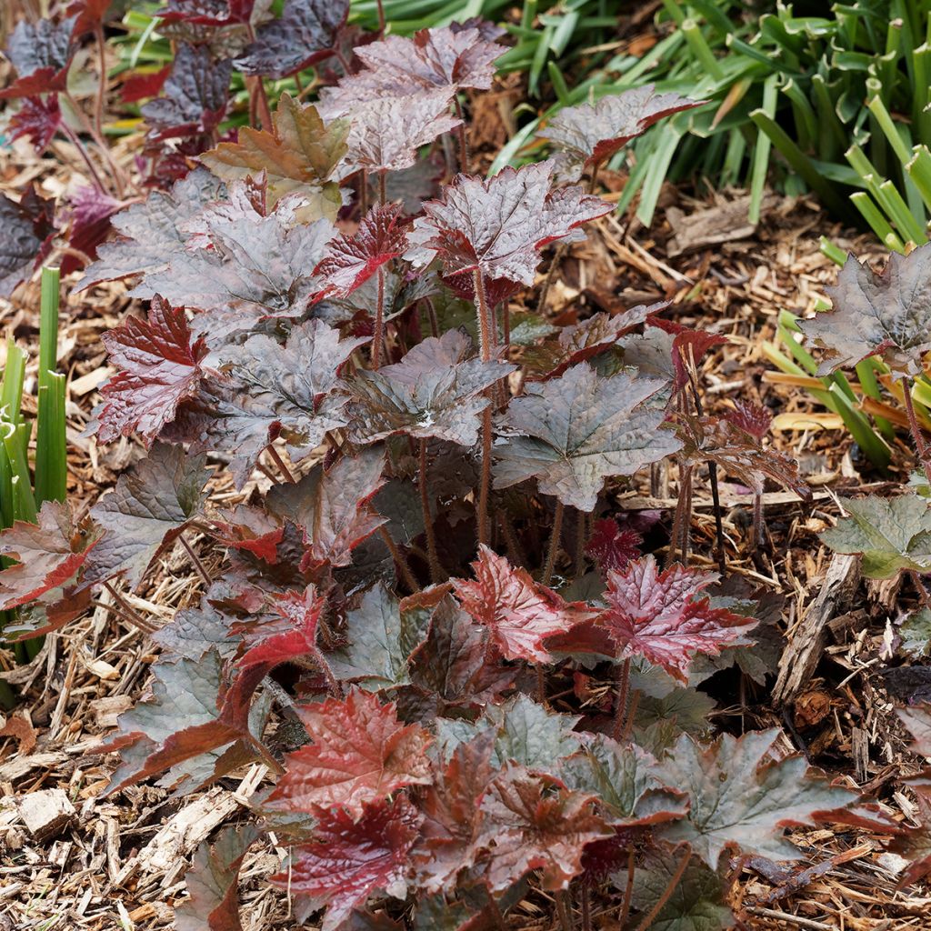 Heuchera micrantha var.diversifolia Palace Purple - Purpurglöckchen