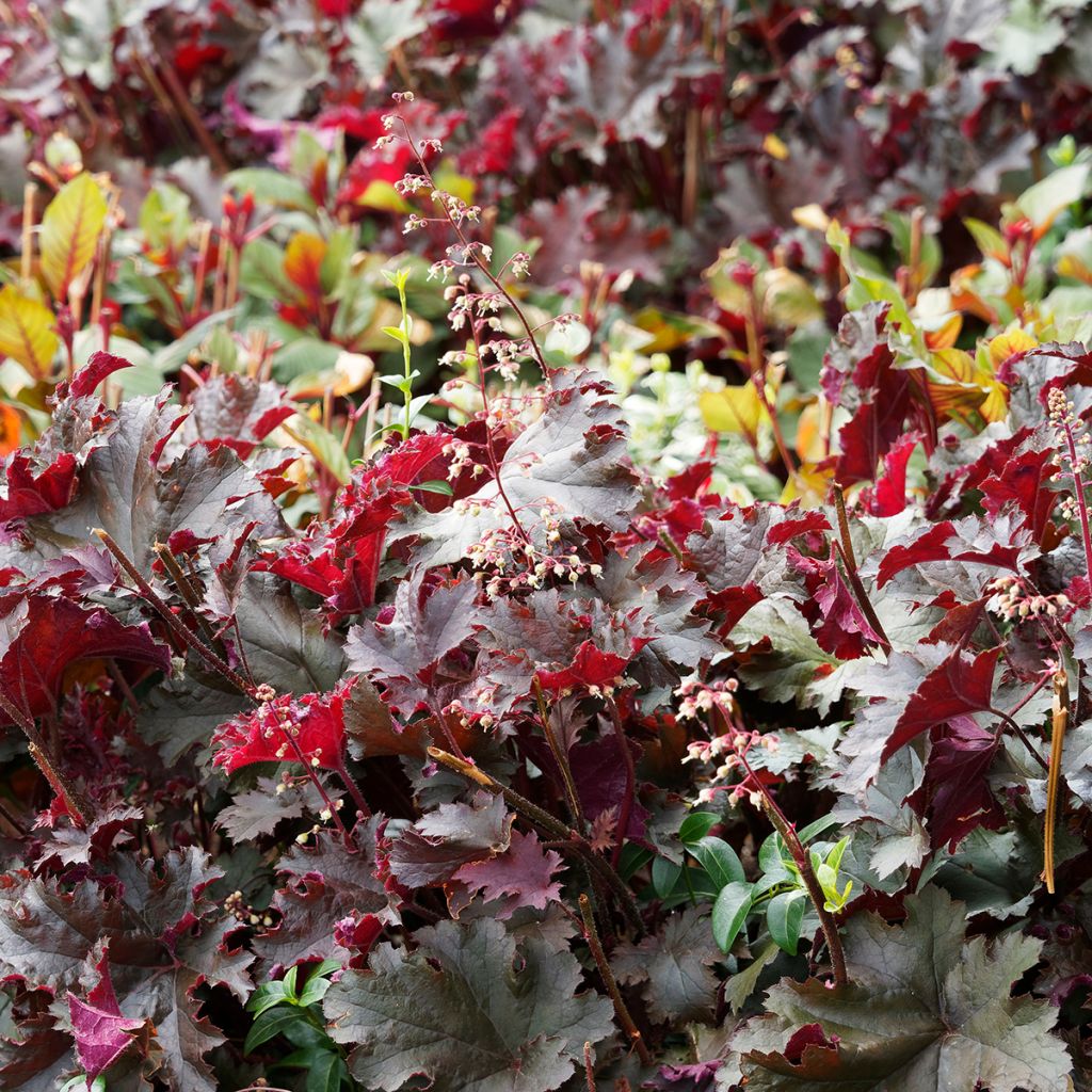 Heuchera micrantha var.diversifolia Palace Purple - Purpurglöckchen