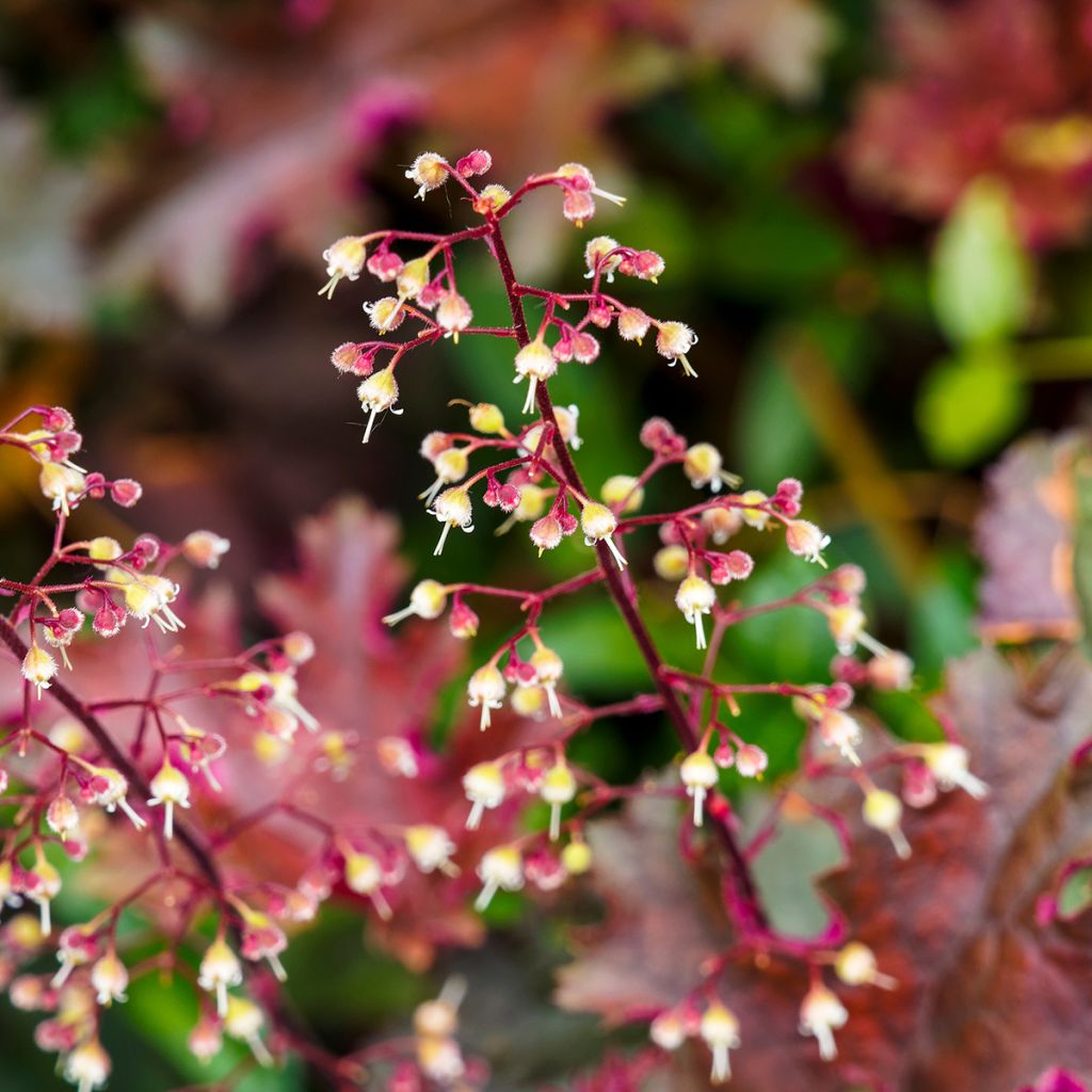 Heuchera micrantha var.diversifolia Palace Purple - Purpurglöckchen