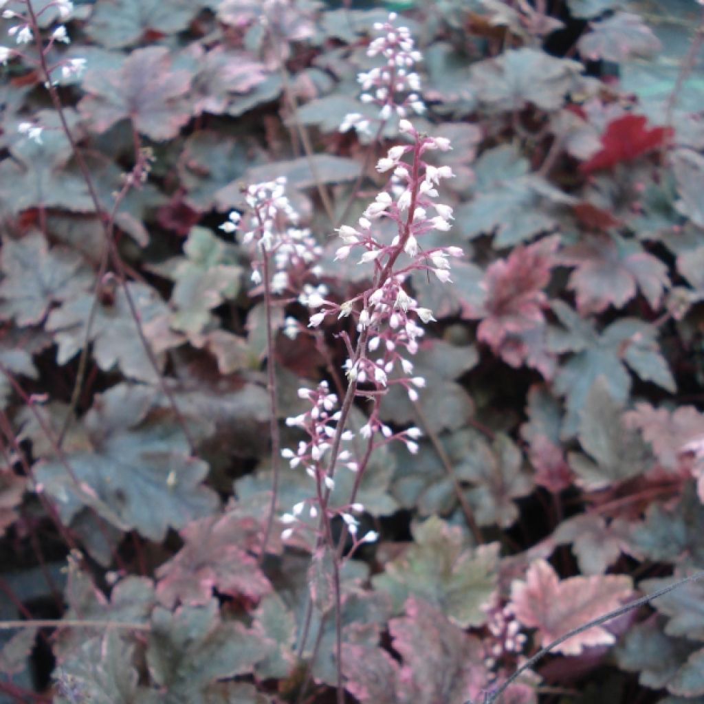 Heucherella Berry Fizz - Schaumglöckchen