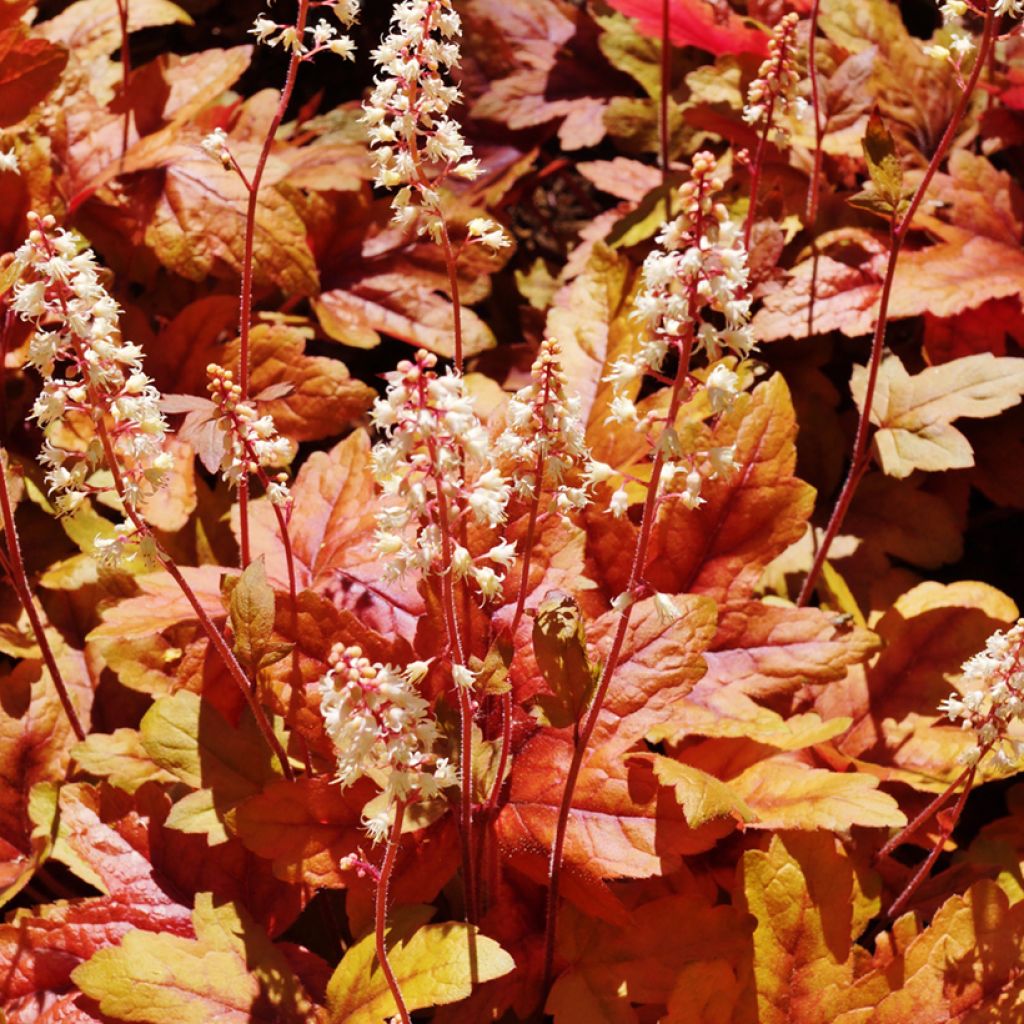 Heucherella Brass Lantern - Schaumglöckchen