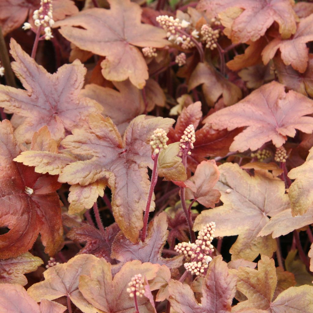 Heucherella Brass Lantern - Schaumglöckchen