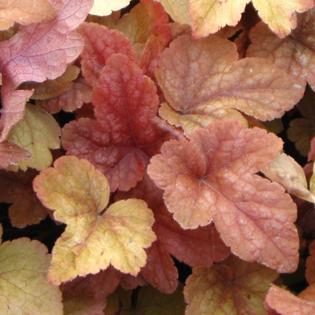 Heucherella Buttered Rum - Schaumglöckchen