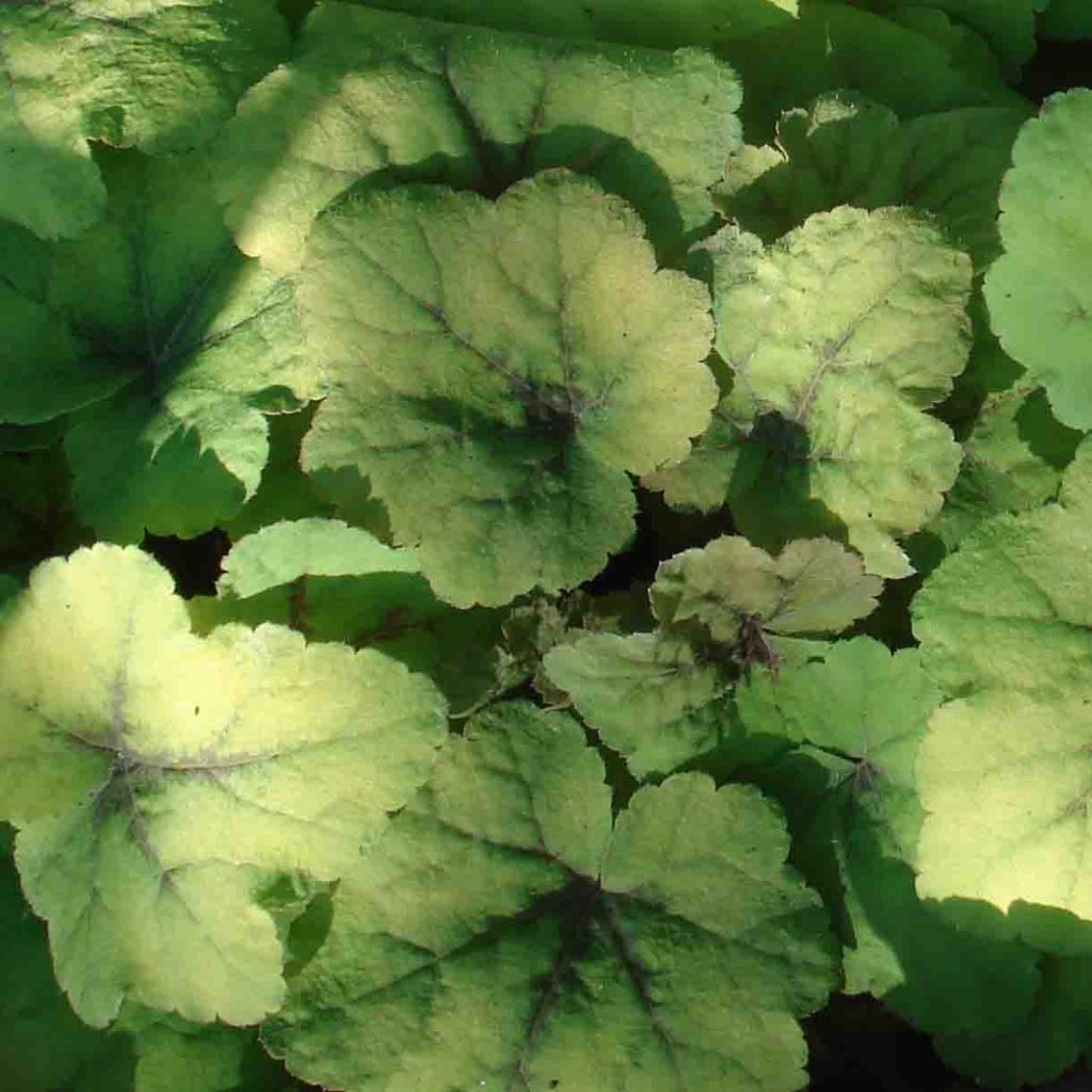 Heucherella Citrus shock - Schaumglöckchen