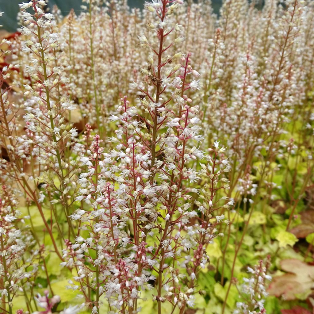 Heucherella Citrus shock - Schaumglöckchen