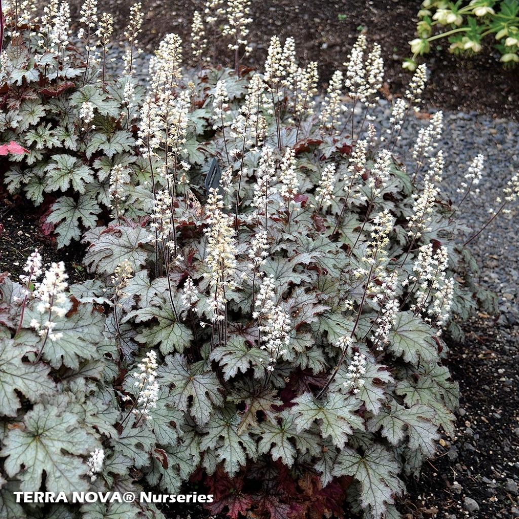 Heucherella Cracked Ice - Schaumglöckchen