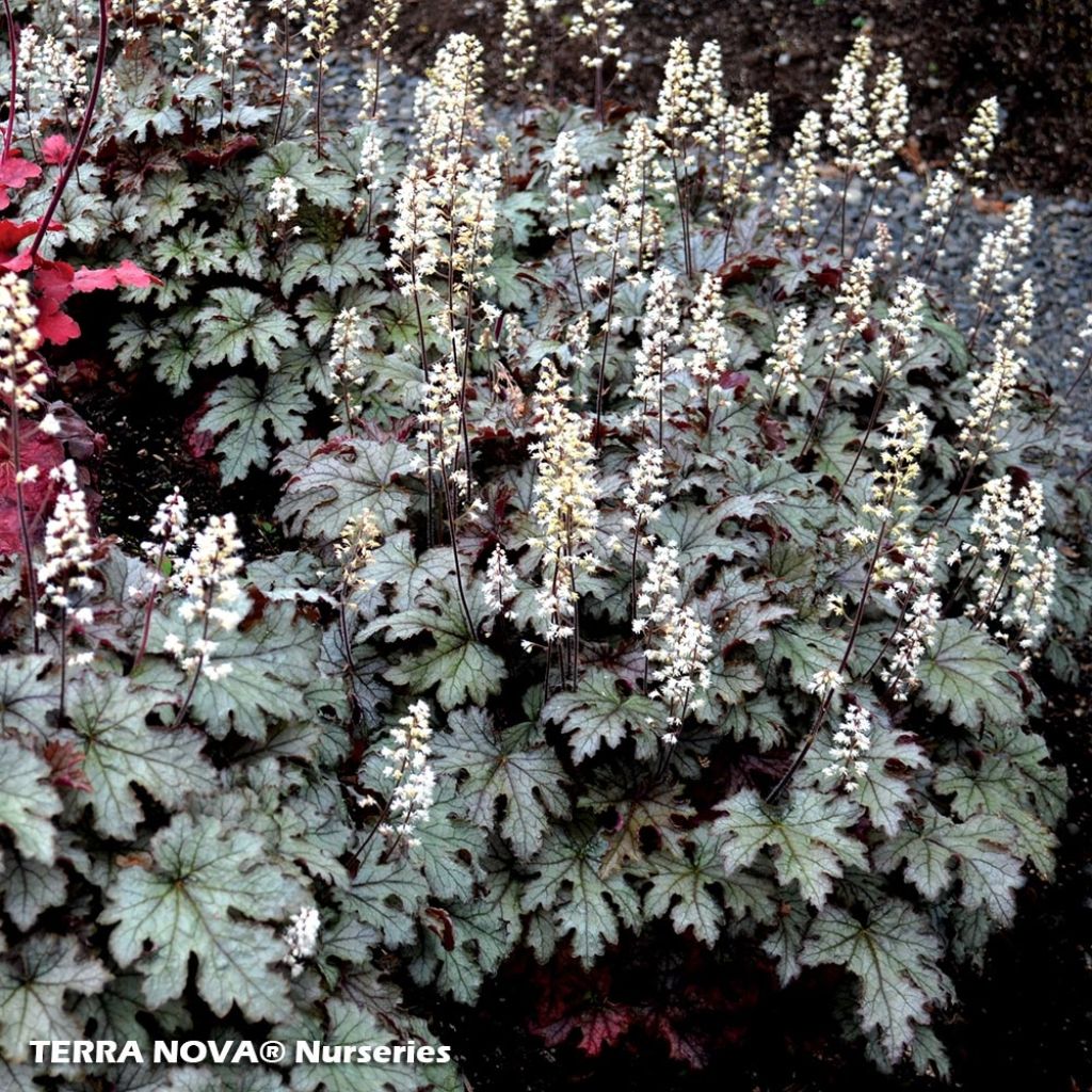 Heucherella Cracked Ice