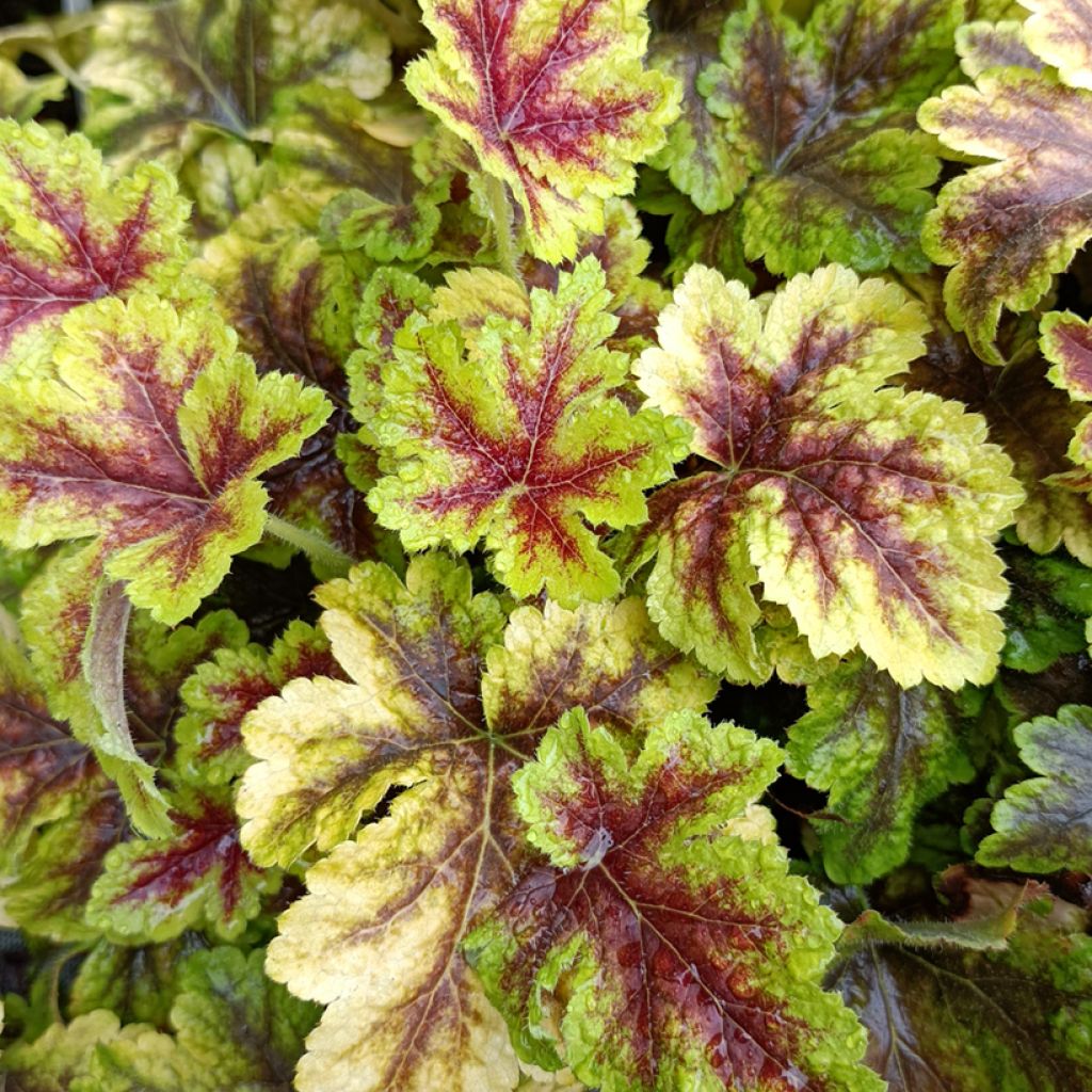 Heucherella Golden Zebra - Schaumglöckchen