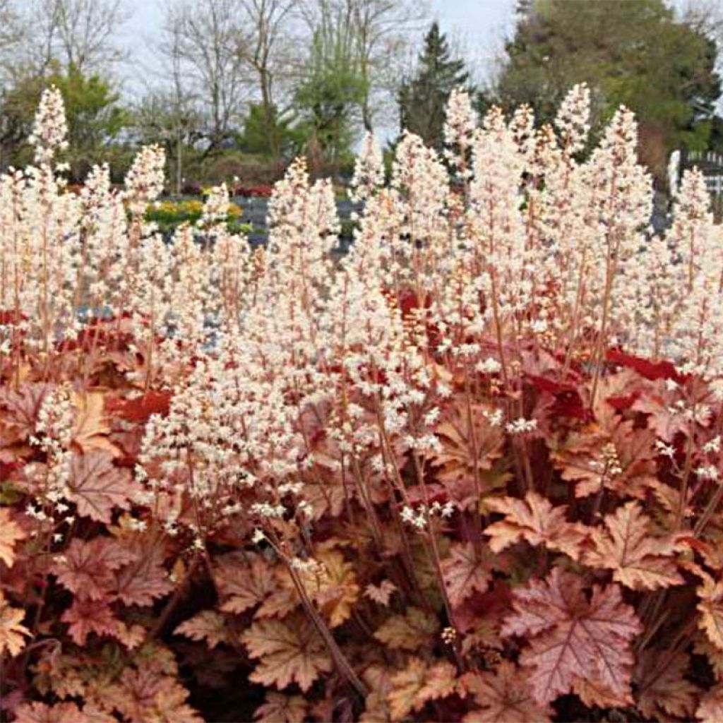 Heucherella Honey Rose - Schaumglöckchen