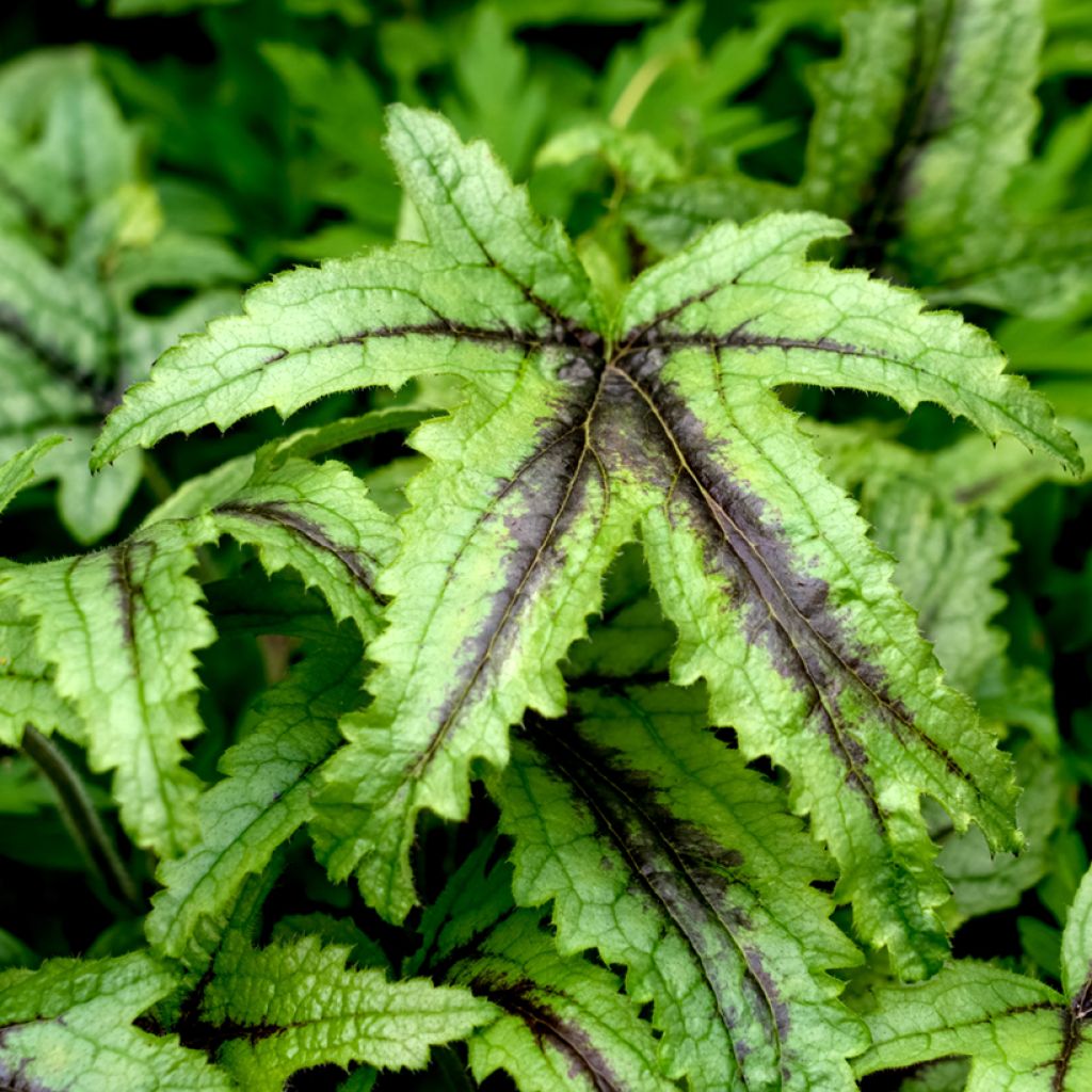 Heucherella Kimono - Schaumglöckchen