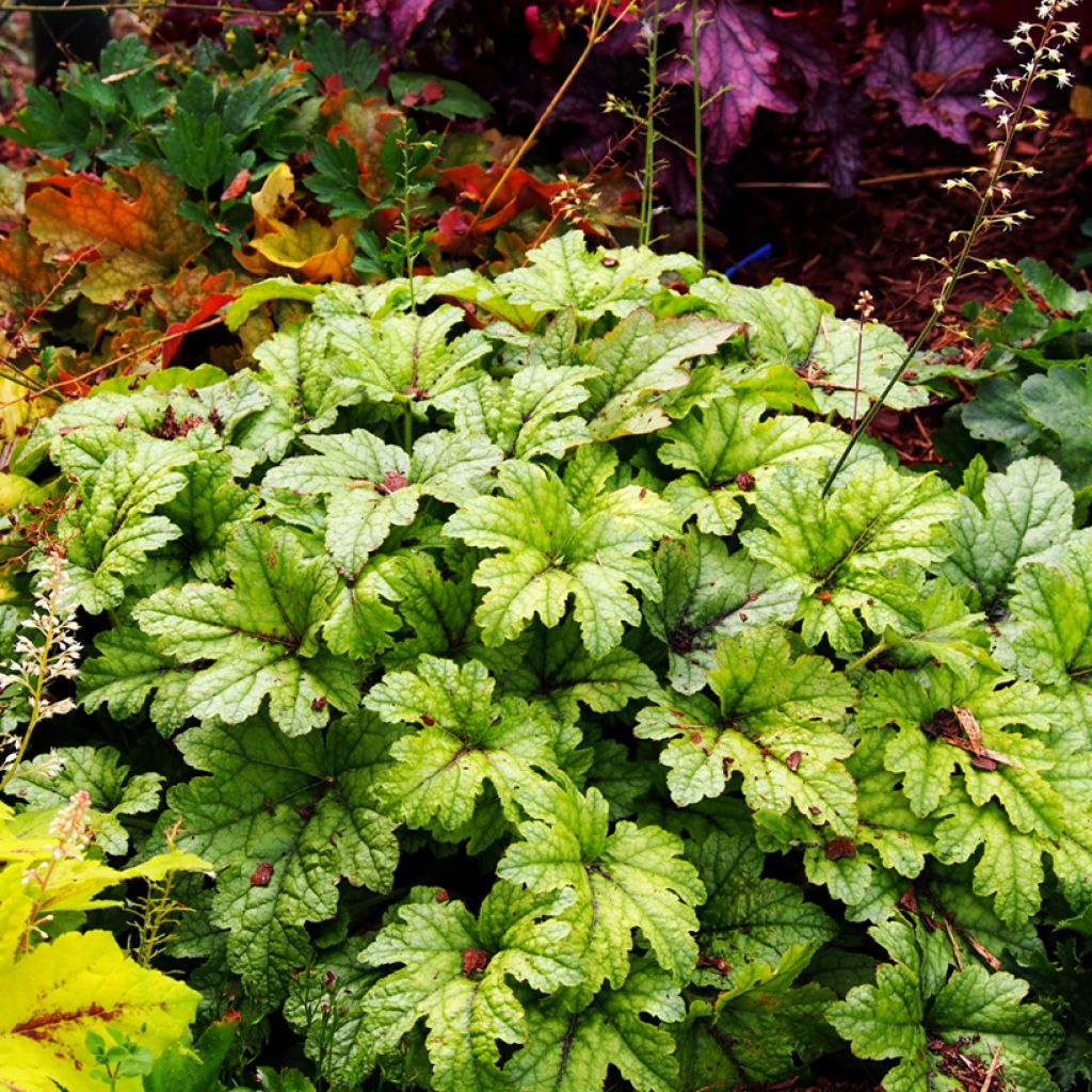 Heucherella Kimono - Schaumglöckchen