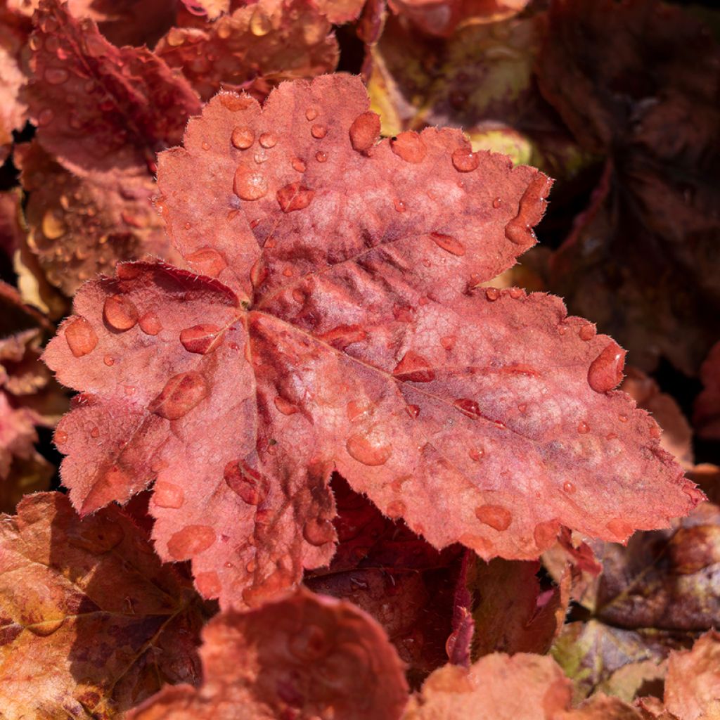 Heucherella Redstone Falls - Schaumglöckchen