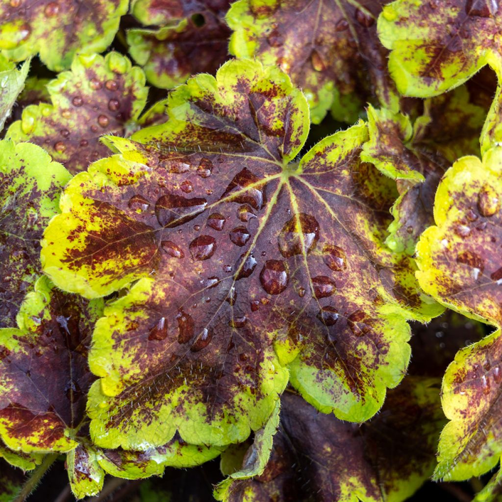 Heucherella Solar Eclipse - Schaumglöckchen