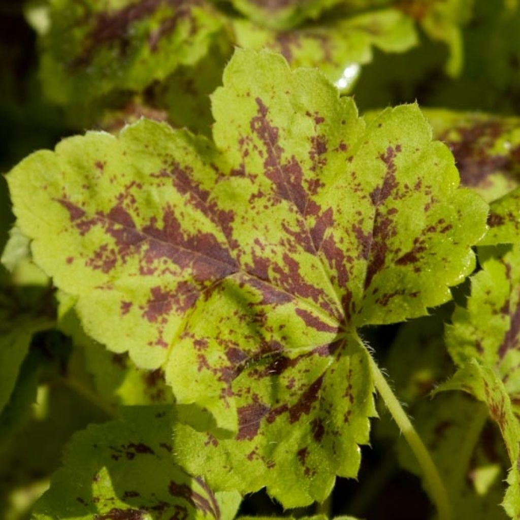 Heucherella Solar Power - Schaumglöckchen