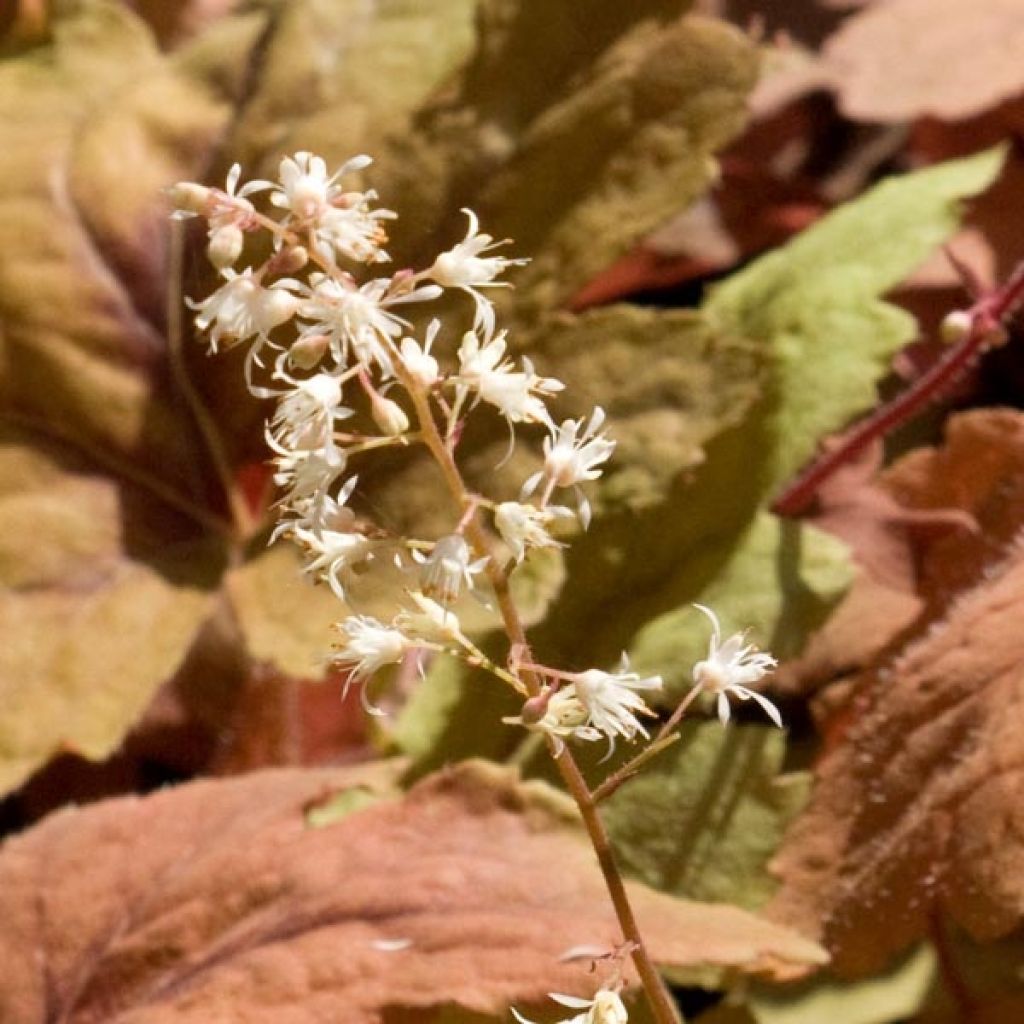 Heucherella Sweet Tea - Schaumglöckchen