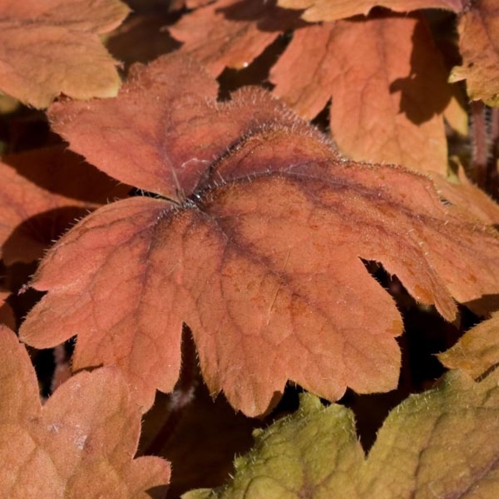 Heucherella Sweet Tea - Schaumglöckchen