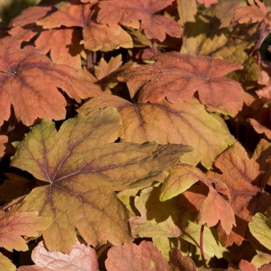 Heucherella Sweet Tea - Schaumglöckchen