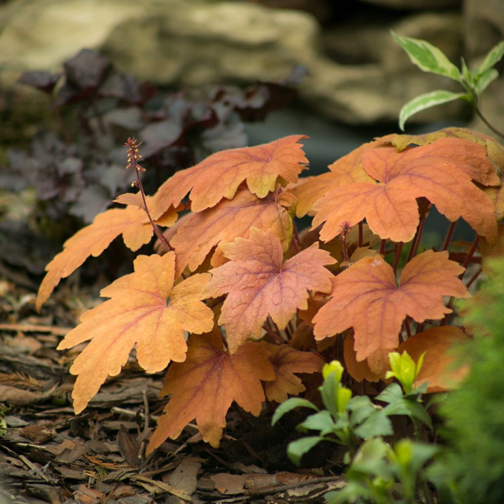 Heucherella Sweet Tea - Schaumglöckchen