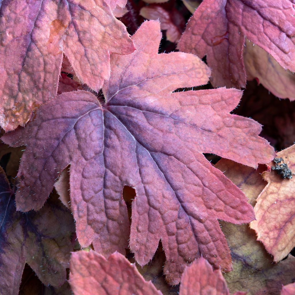 Heucherella Sweet Tea - Schaumglöckchen