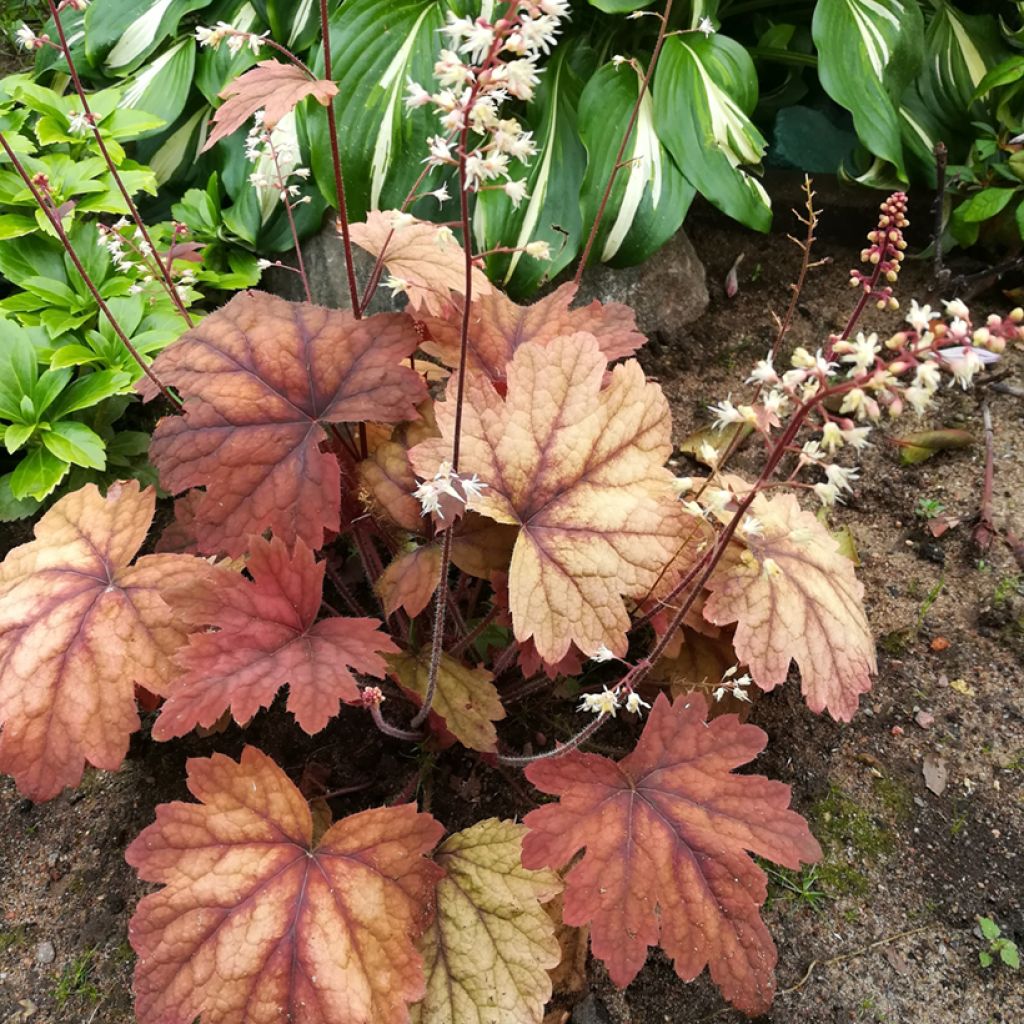 Heucherella Sweet Tea - Schaumglöckchen