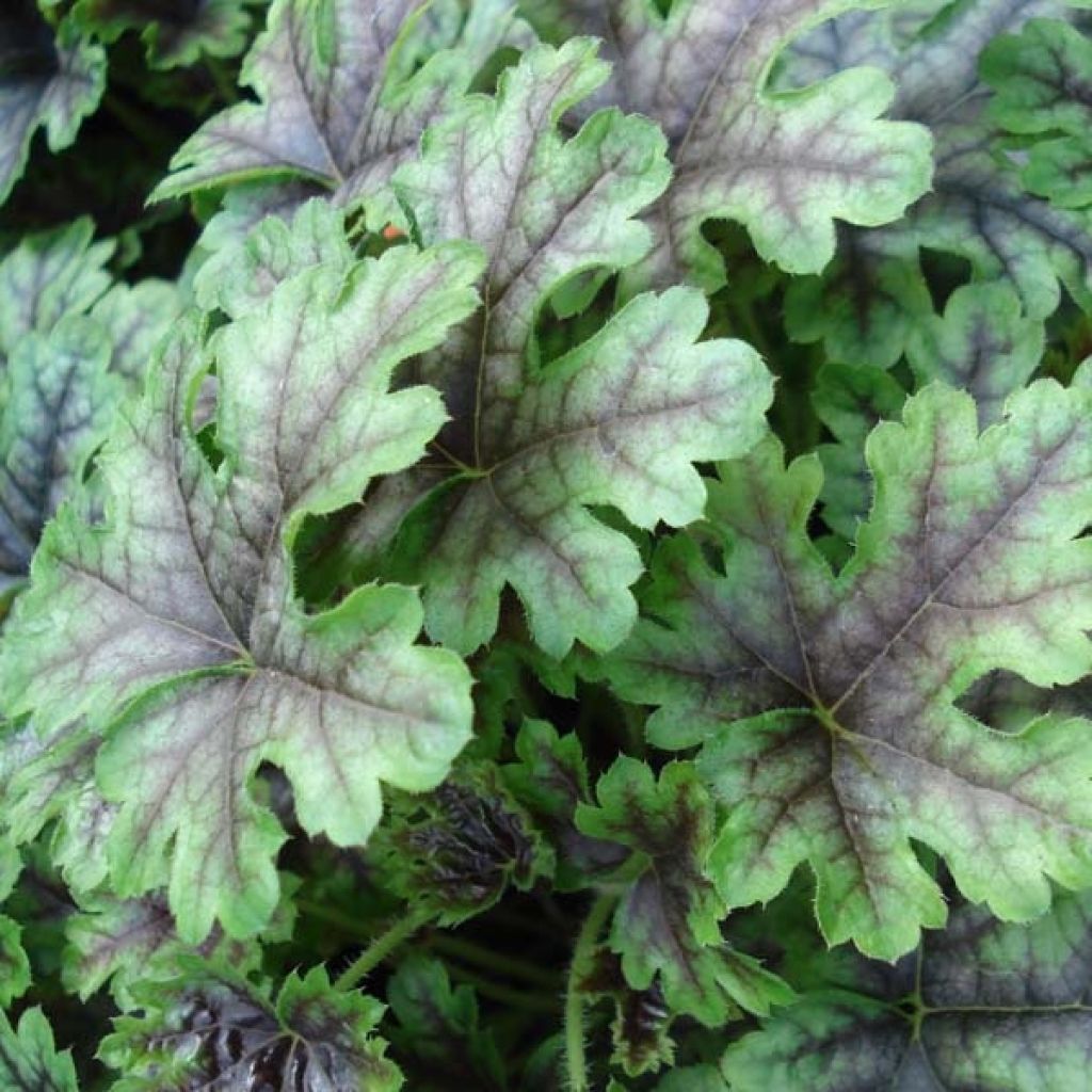 Heucherella Tapestry - Schaumglöckchen