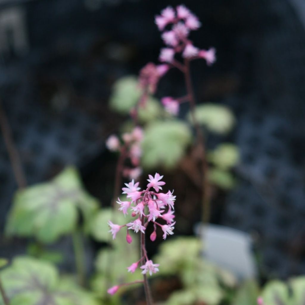 Heucherella Tapestry - Schaumglöckchen