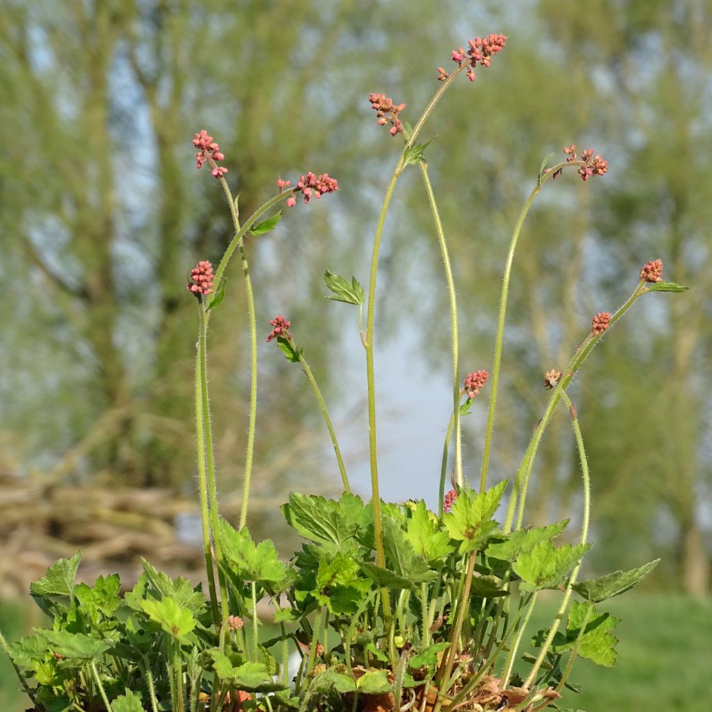 Heucherella alba Bridget Bloom