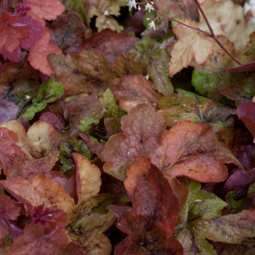 Heucherella Redstone Falls - Schaumglöckchen