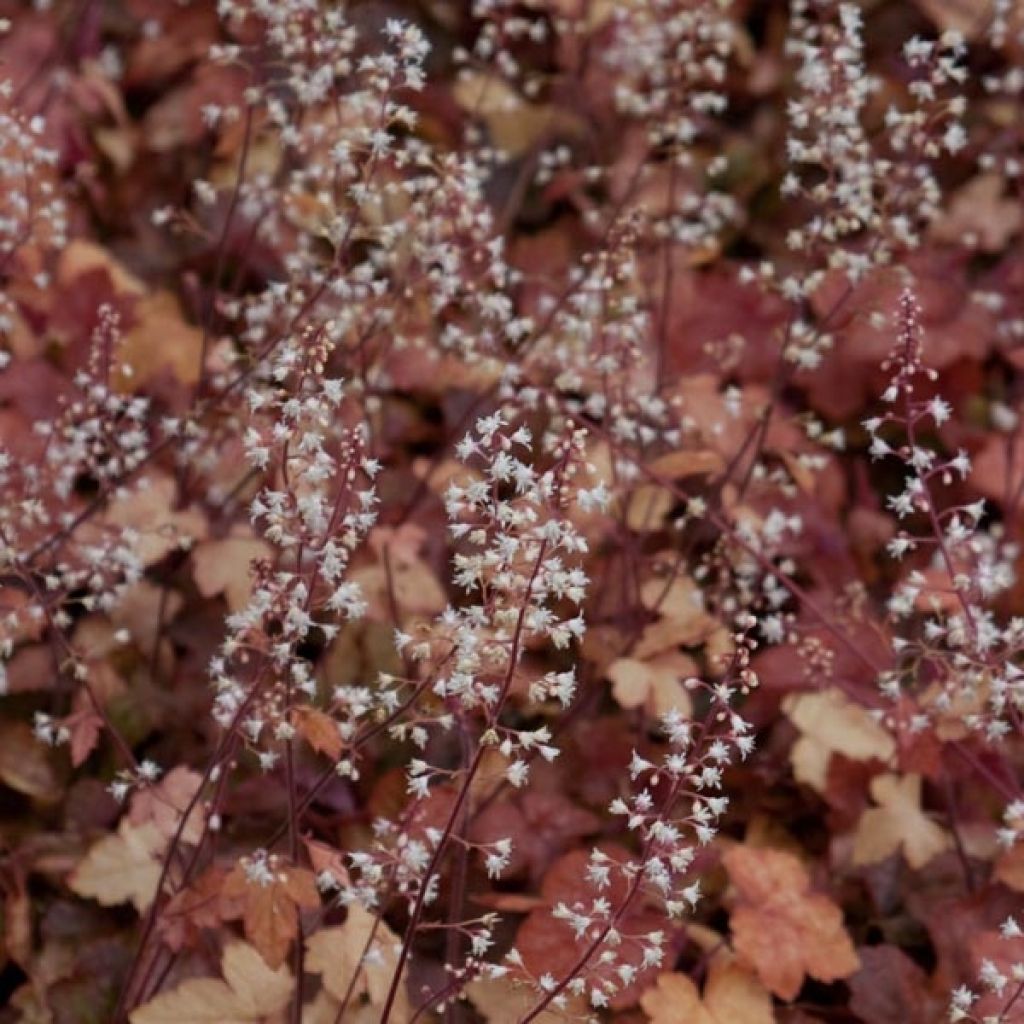 Heucherella Redstone Falls - Schaumglöckchen