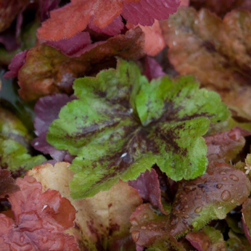 Heucherella Redstone Falls - Schaumglöckchen