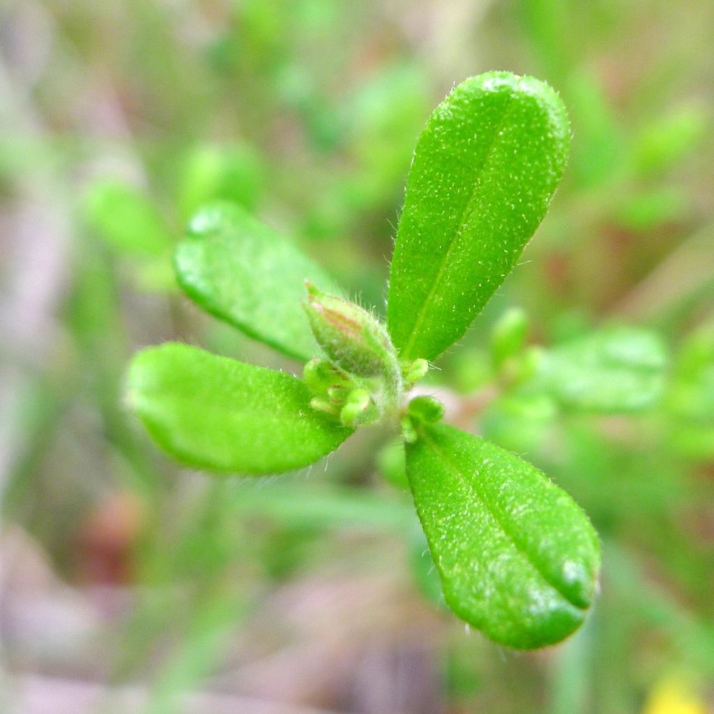 Hibbertia aspera - Fleur de Guinée