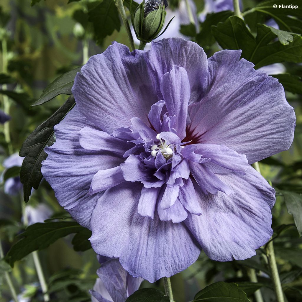 Garten-Hibiscus Blue Chiffon - Hibiscus syriacus