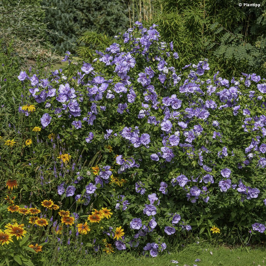 Garten-Hibiscus Blue Chiffon - Hibiscus syriacus