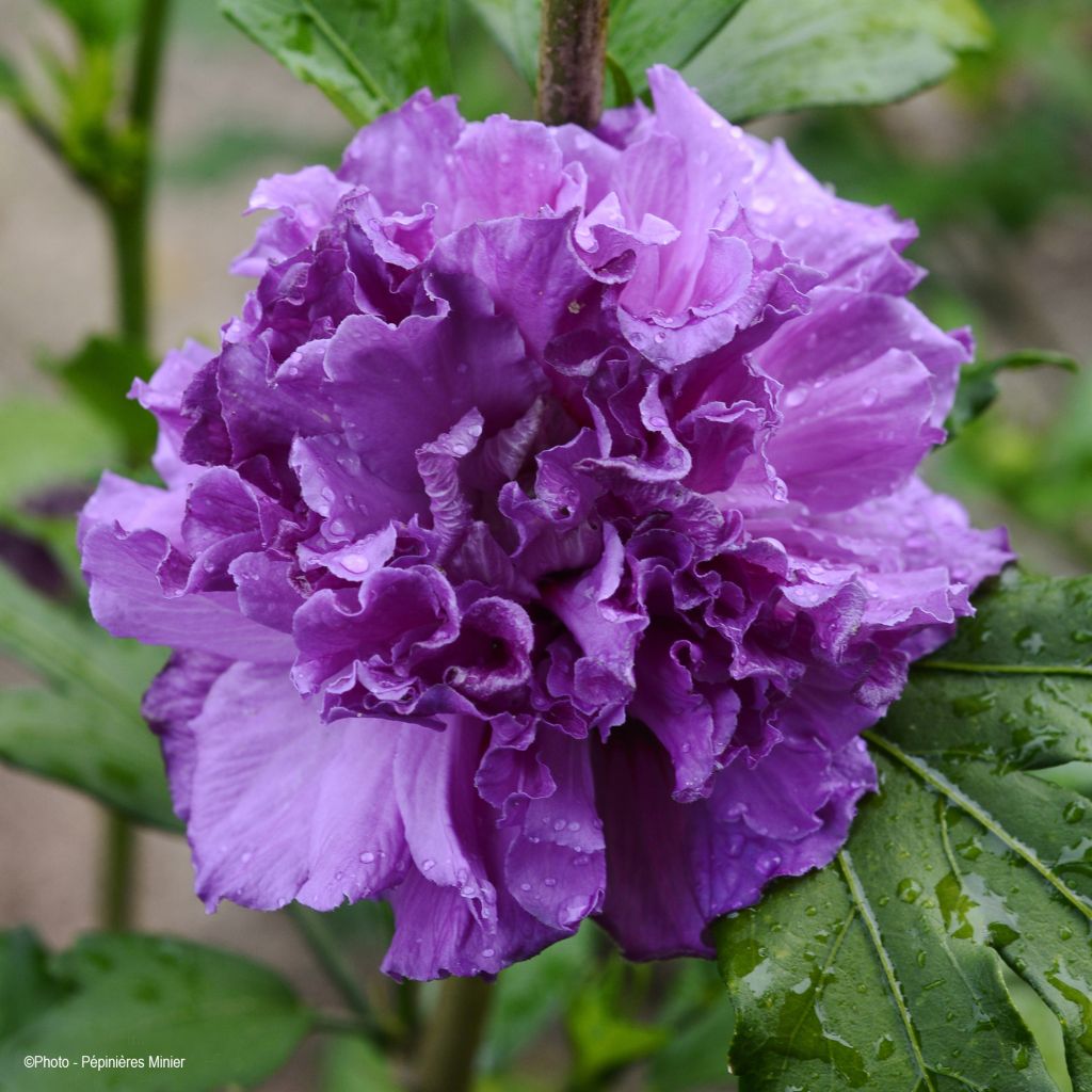 Garten-Hibiscus French Cabaret Purple - Hibiscus syriacus