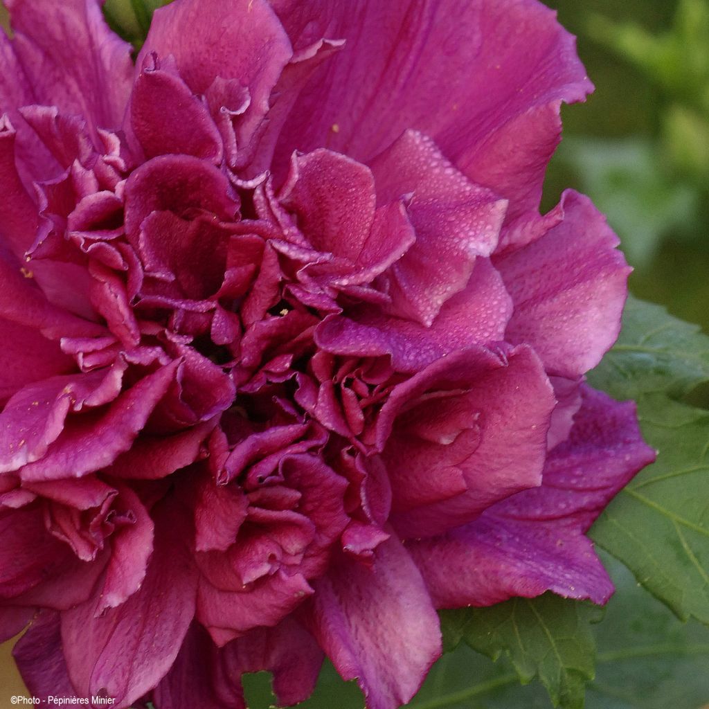 Hibiscus French Cabaret Red - Mauve en arbre double rouge foncé