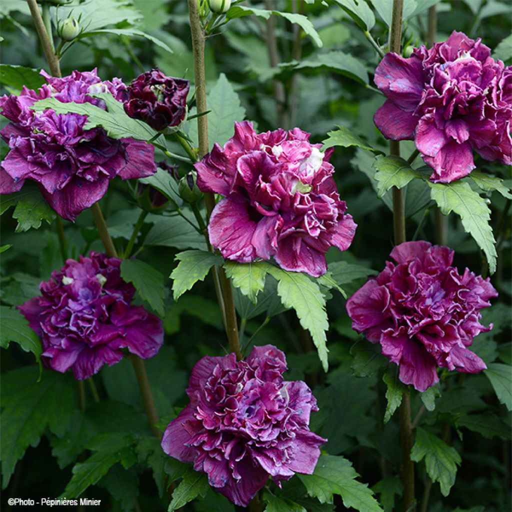 Garten-Hibiscus French Cabaret Red - Hibiscus syriacus