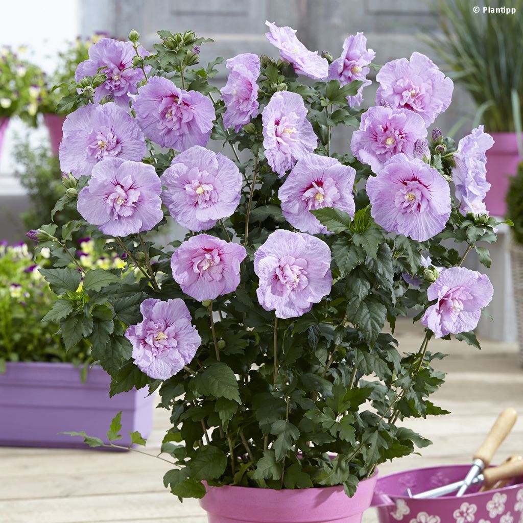 Garten-Hibiscus Lavender Chiffon - Hibiscus syriacus