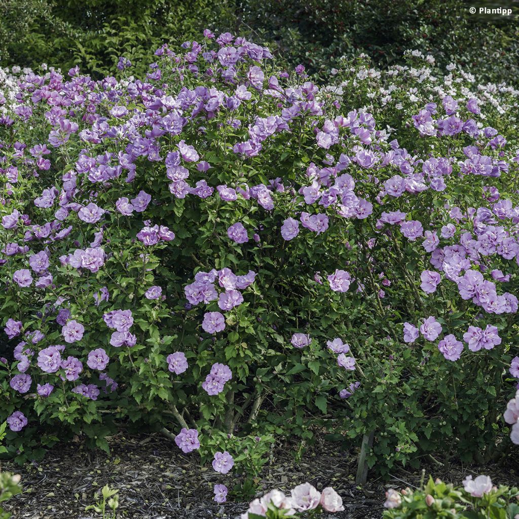 Garten-Hibiscus Lavender Chiffon - Hibiscus syriacus