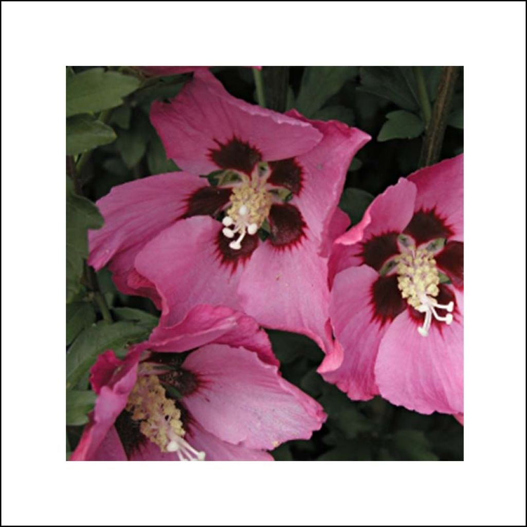 Garten-Hibiscus Pink Giant - Hibiscus syriacus