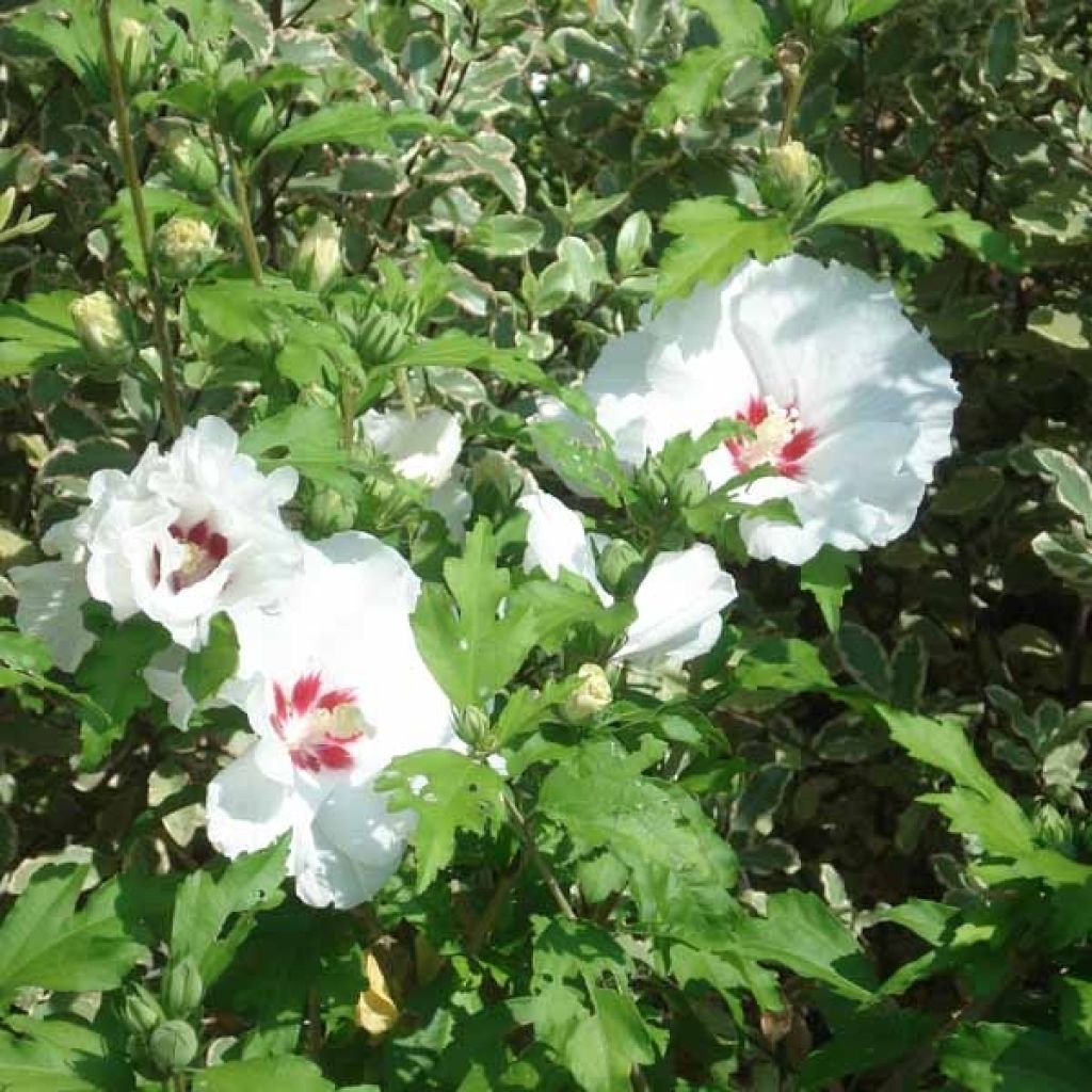 Garten-Hibiscus Sup'Heart - Hibiscus syriacus